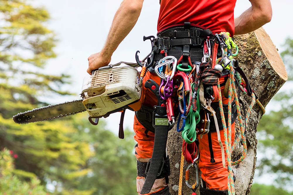 Lavoirie - accueil - Services arboricoles